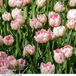 Tulip Finola