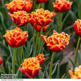 Tulip Flames of Passion