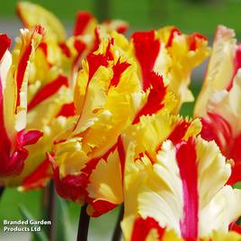 Tulip Flaming Parrot