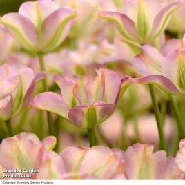Tulip Greenland