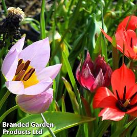 Tulip Ground Cover Mix
