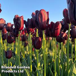 Tulip Hot Chocolate