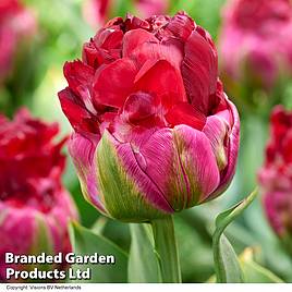Tulip Ice Cream Cranberry