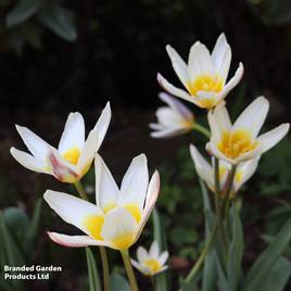 Tulip Ice Stick (Kaufmanniana Group)