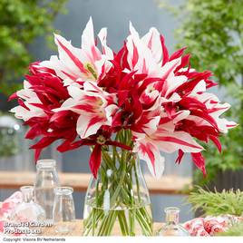 Tulip Lily Flowering Mix