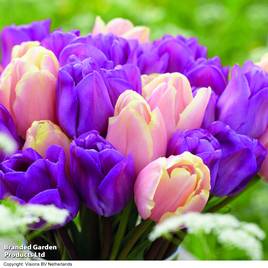 Tulip Magic Lavender and Mango Charm Collection