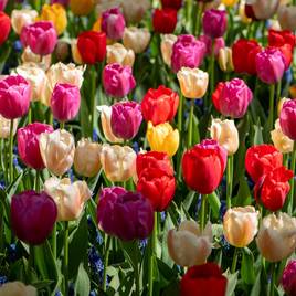 Tulip Majestic Mix