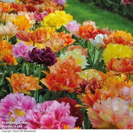 Tulip Murillo Mixed