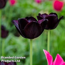 Tulip Paul Scherer