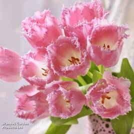 Tulip Pink Fountain