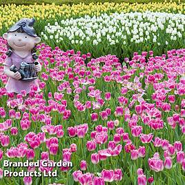 Tulip Pink Fountain