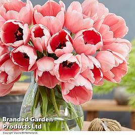 Tulip Pink Impression