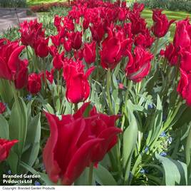 Tulip Pretty Woman