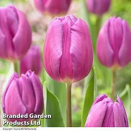 Tulip Purple Flag