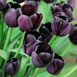 Tulip Queen of the Night