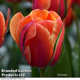 Tulip Queensday and White Valley Collection
