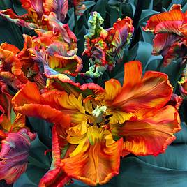 Tulip Rasta Parrot
