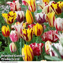 Tulip Rembrandt Mix