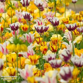 Tulip Rembrandt Mix
