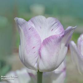 Tulip Shirley