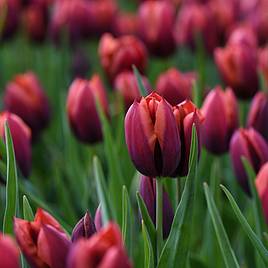 Tulip Slawa