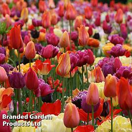 Tulip Spring Colours Mix