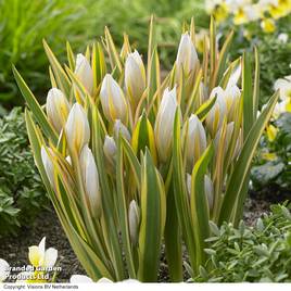 Tulip tarda Interaction