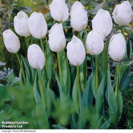 Tulip Snowstar