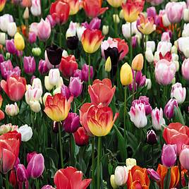 Tulip Full Border Mix