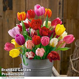 Tulip Triumph Mixed