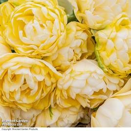 Tulip Wedding Dream