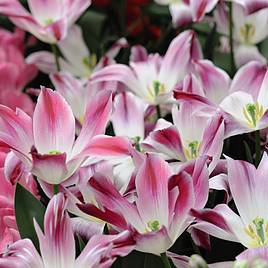 Tulip Whispering Dream