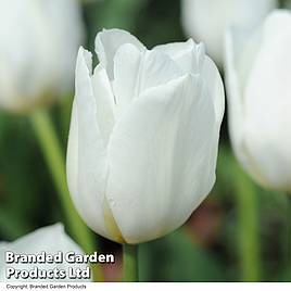 Tulip White Dream