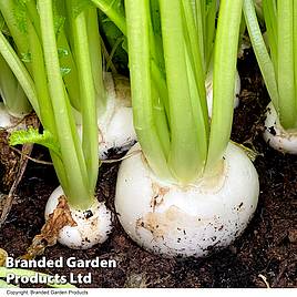 Turnip Silky Sweet F1 Seeds