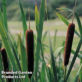 Typha angustifolia (Marginal Aquatic)