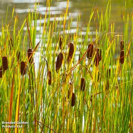 Typha laxmannii (Marginal Aquatic)