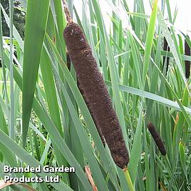Typha latifolia Variegata (Marginal Aquatic)