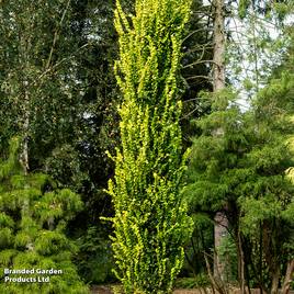 Ulmus x hollandica Wredei (Mature Tree)