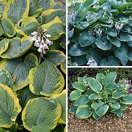 Hosta Giant Leaved Mix