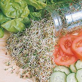 Alfalfa Sprouting - Seeds