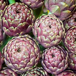 Artichoke Seeds - Purple de Provence