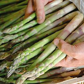 Asparagus Backlim