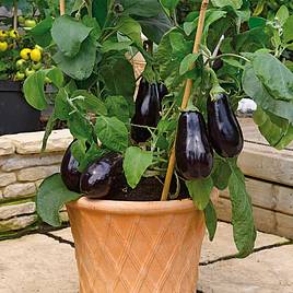 Aubergine Scorpio (Grafted)