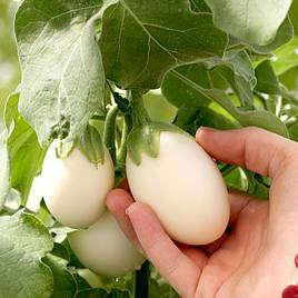 Aubergine Seeds - Patio Mix