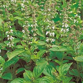 Basil Lime Mrs Burns - Seeds for Pollinators