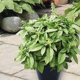 Basil Floral Spires White - Herb Seeds