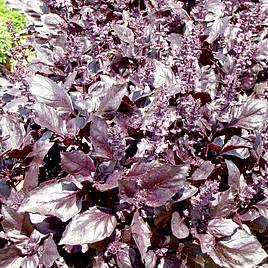 Basil Round Midnight - Seeds for Pollinators