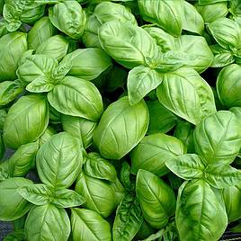 Basil Sweet - Herb Seeds