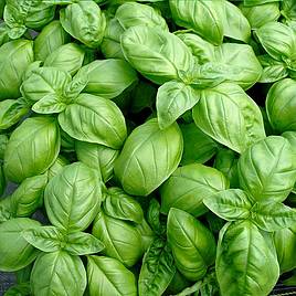 Herb Seed - Basil Sweet