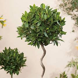Bay Tree Twisted Stem Large Standard 21cm 80cm Suttons Bay Tree Twisted Stem Large Standard, Large Garden Pots For Bay Trees